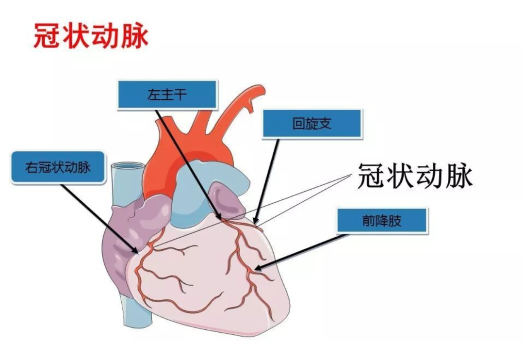 心臟血管會(huì)“抽筋”？認(rèn)識(shí)一下冠脈痙攣！