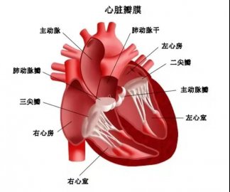 久病成醫(yī)|日照心醫(yī)專家?guī)私庑呐K瓣膜置換術(shù)后的那些事